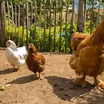 بيت ضيافة Landelijk Logeren Bij De Witte Kip
