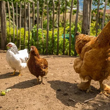Gasthuis Landelijk Logeren Bij De Witte Kip