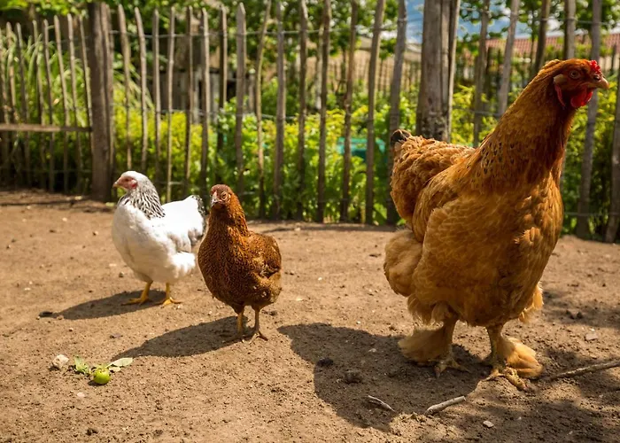 Pensión Landelijk Logeren Bij De Witte Kip